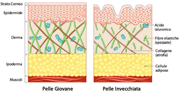 Pelle Giovane e Invecchiata Collagene