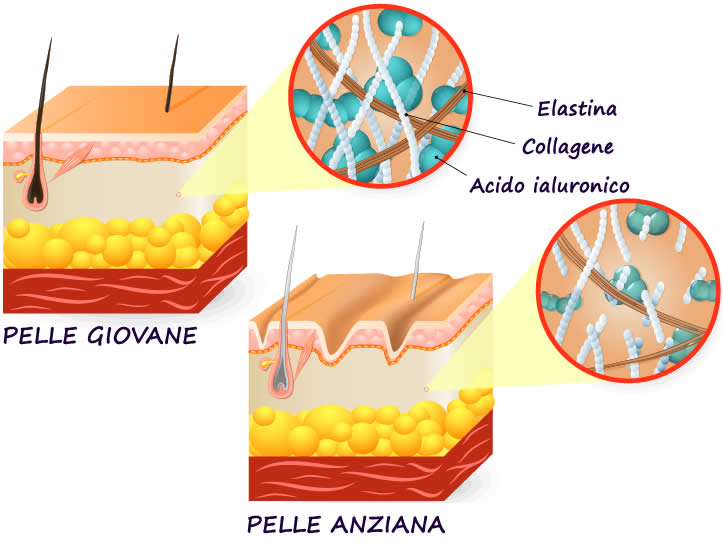 collagene pelle anziana