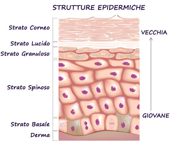 epidermide pelle