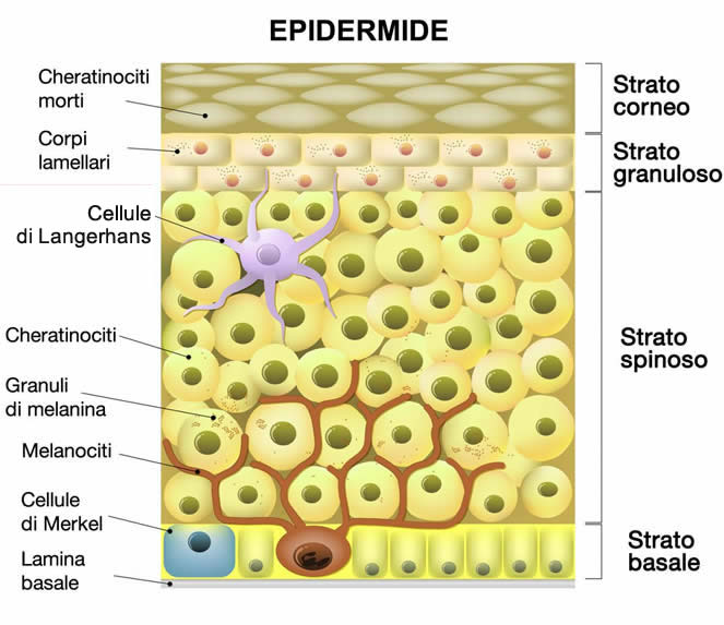 Epidermide