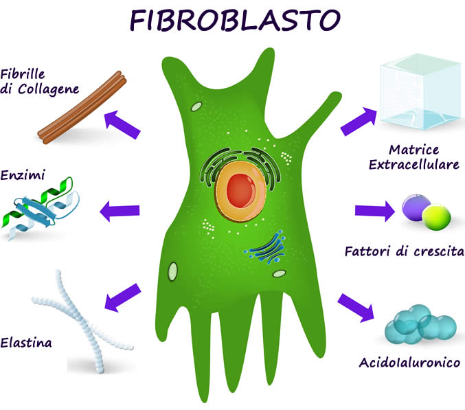 fibroblasto