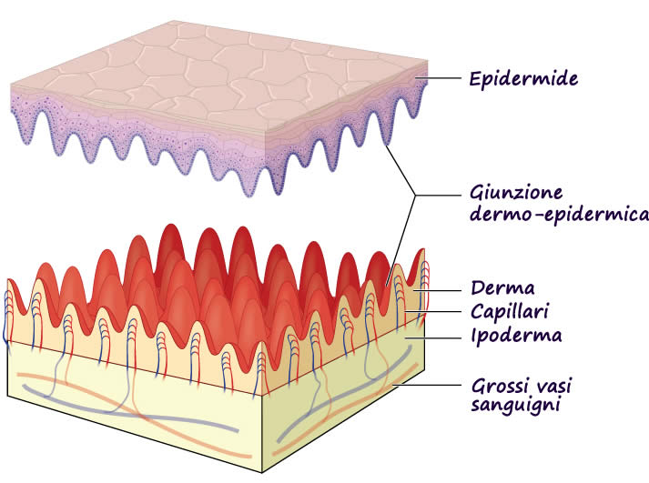 giunzione dermo-epidermica