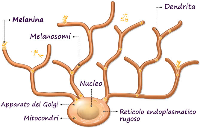 melanocita-struttura