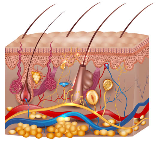 pelle struttura