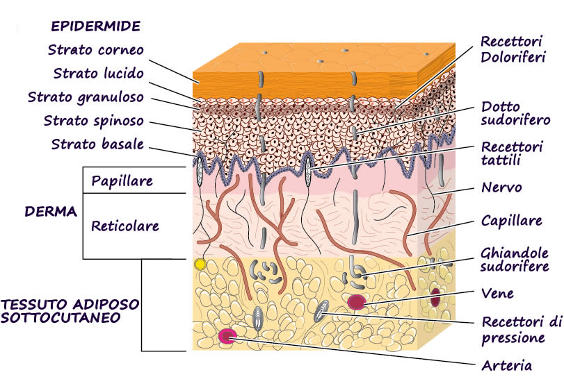 Struttura della Pelle