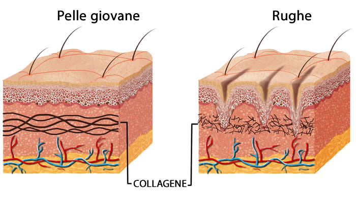 Collagene rughe pelle