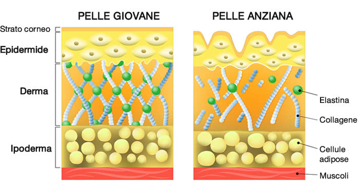 Pelle Giovane Anziana